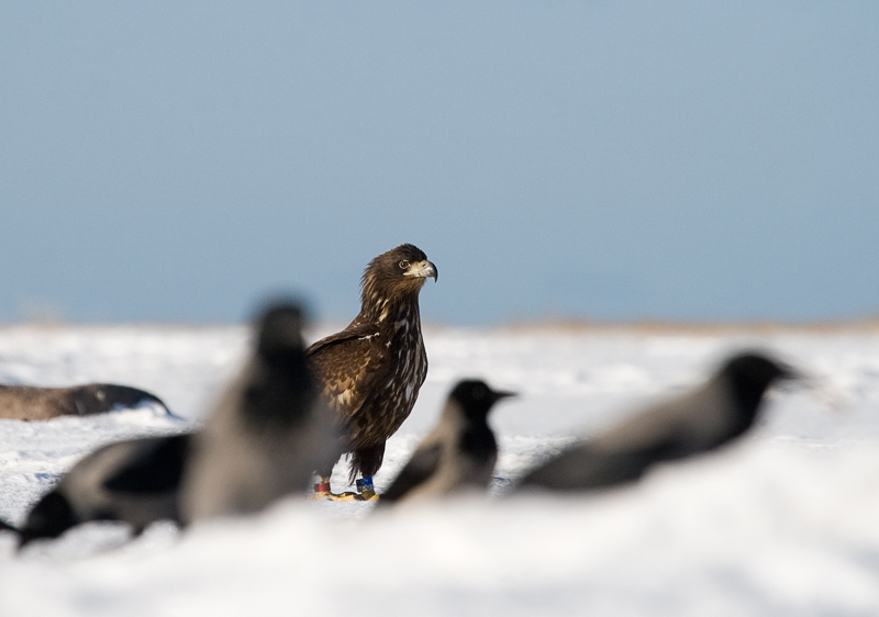 2011-03-06 6  (Ainar Unus)