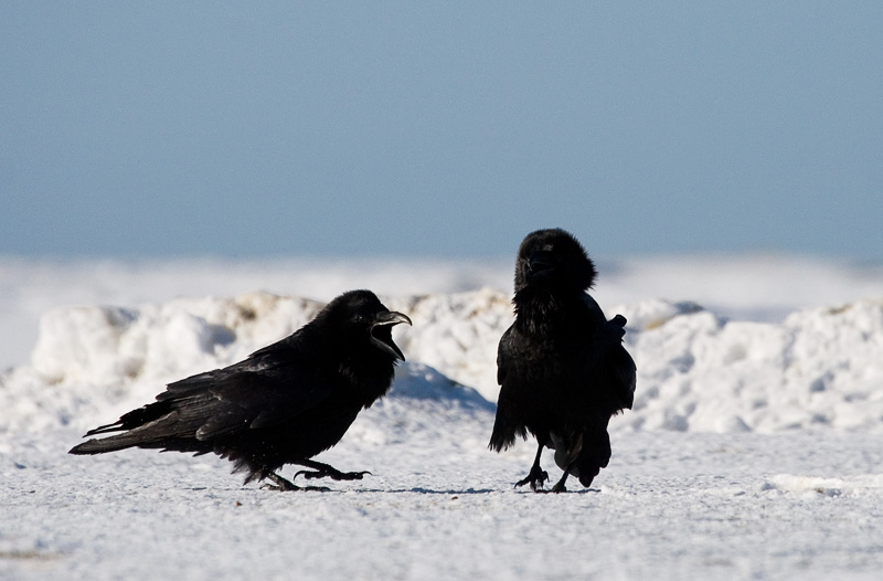 2011-03-06 7 (Ainar Unus)