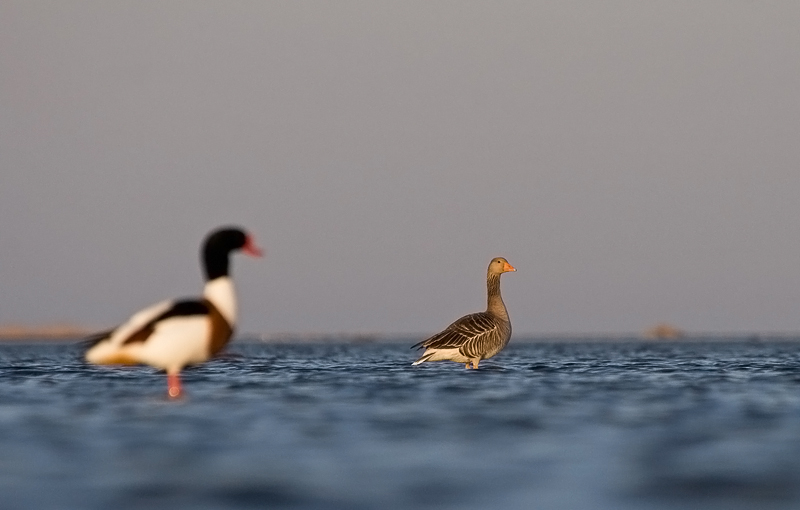 2011-04-17 2 (Ainar Unus)