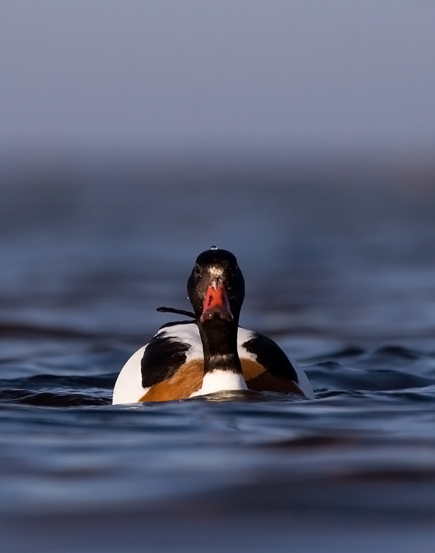 2011-04-17 3 (Ainar Unus)