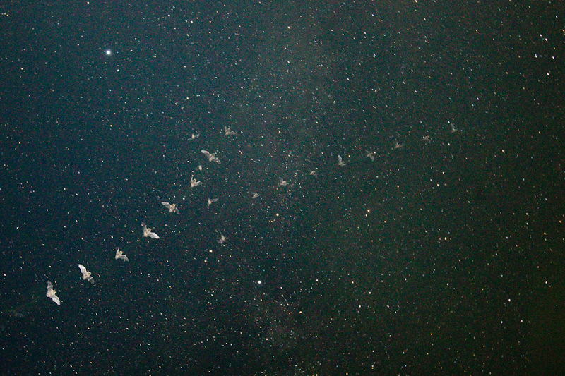 2011-08-28 1 (Mati Kose)