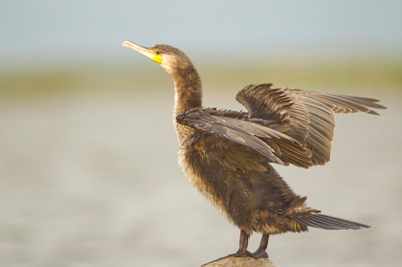 2011-08-29 1 (Mati Kose)