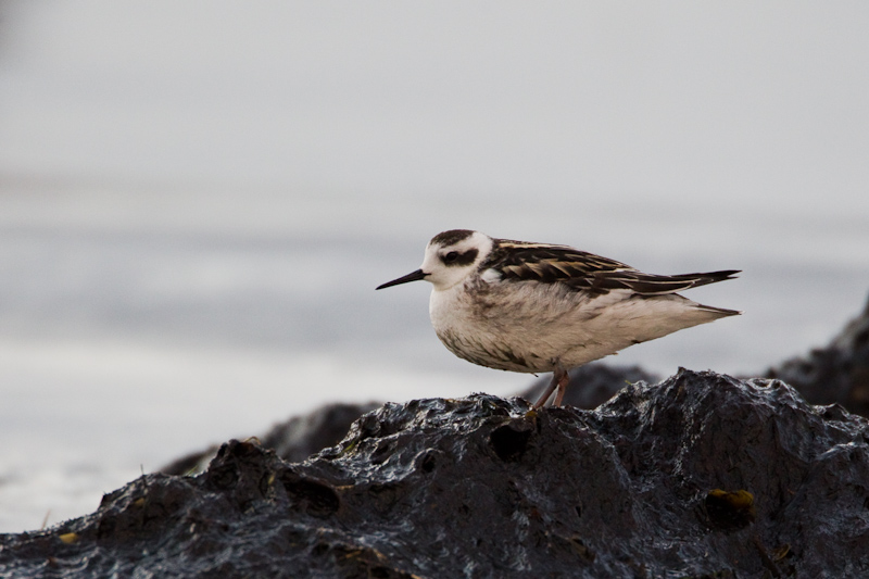 2011-08-30 4 (Mati Kose)