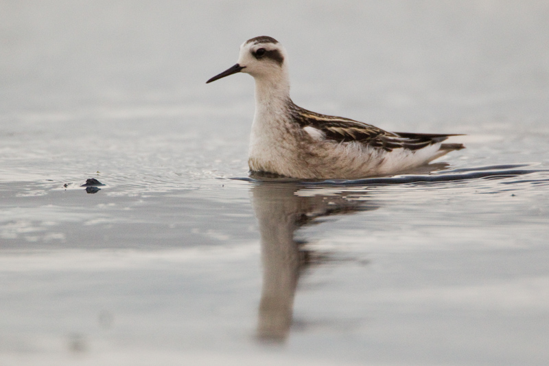 2011-08-30 5 (Mati Kose)