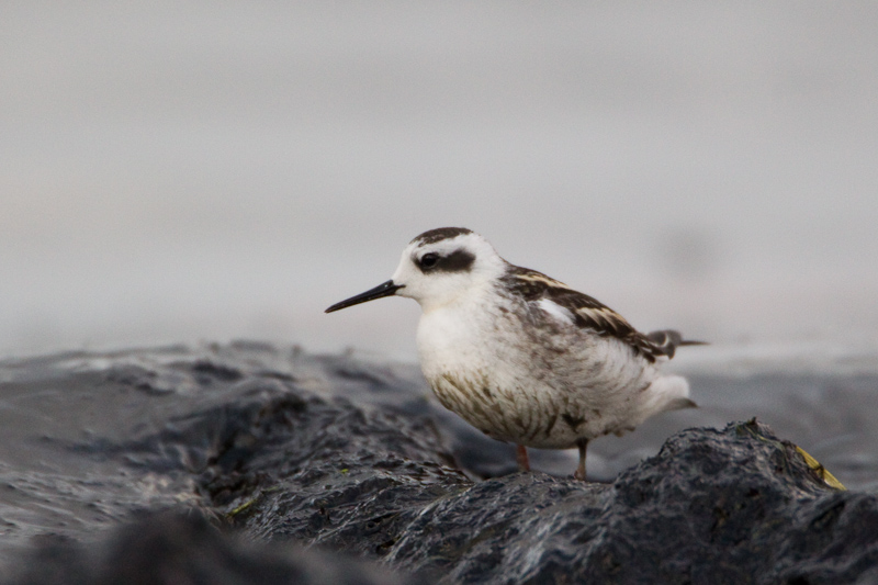 2011-08-30 6 (Mati Kose)