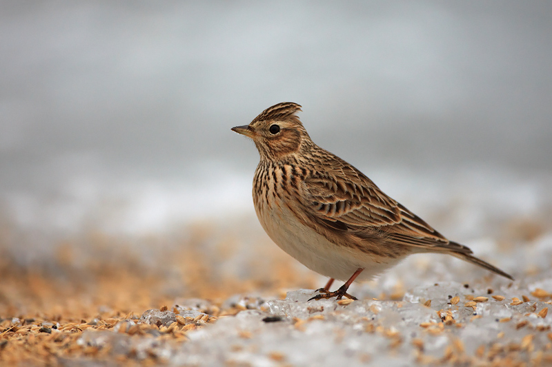 2012-03-09 1 (Peeter Nahko)