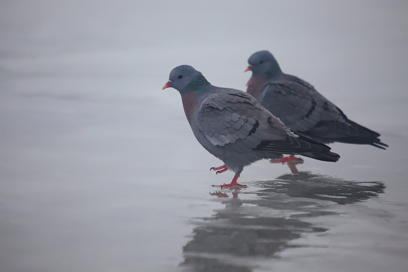 2012-03-10 1 (Peeter Nahko)