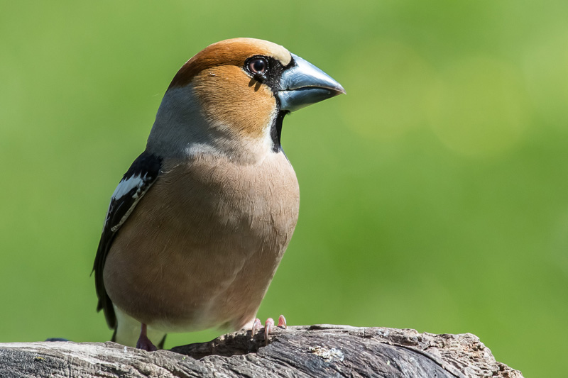 2012-05-10 2(Markku Wallgren)