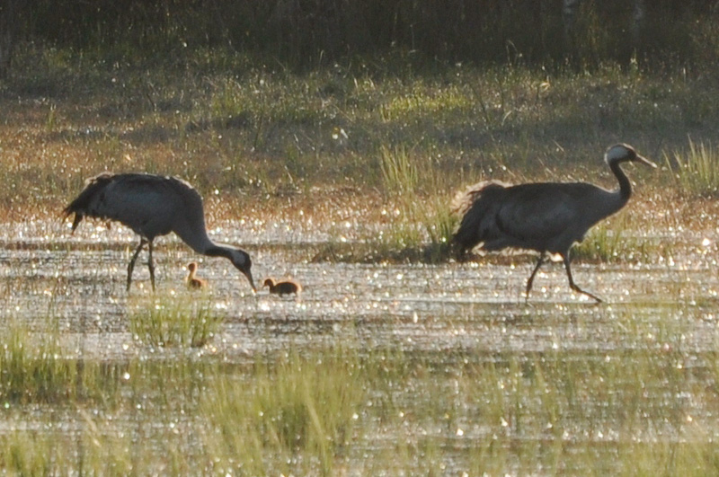 2012-05-18 3A(Allar Liiv)