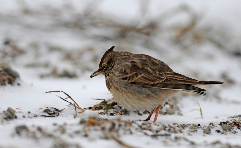 2012-11-30 3 (Markku Jokinen)