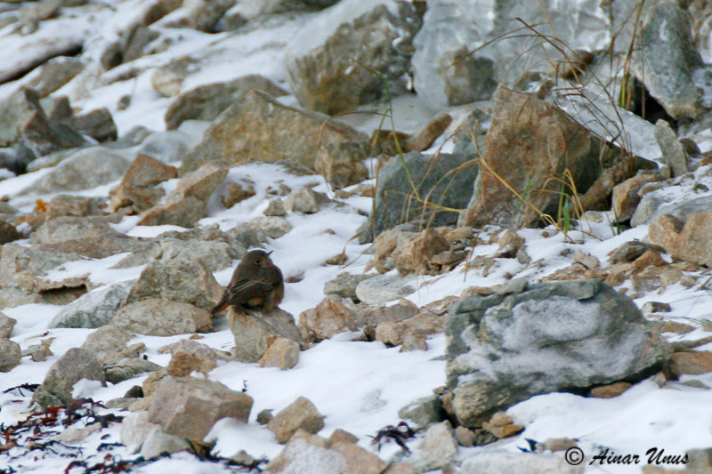 2012-12-01 1 (Ainar Unus)