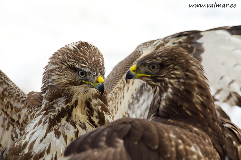 2012-12-27 4 Erimeelsused