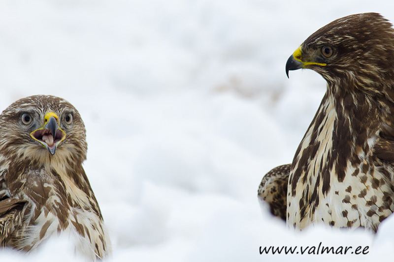 2012-12-27 5 Kaks Siia Ei Mahu