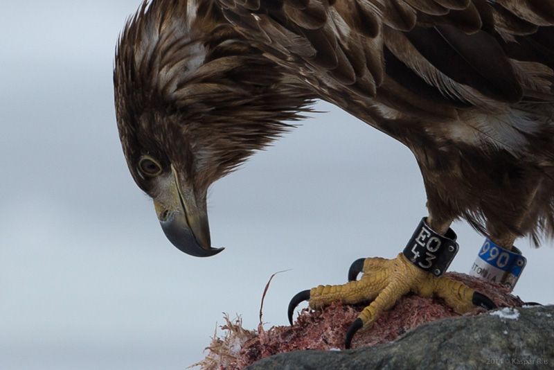 2013-01-31 1 (Kaspar Riis)