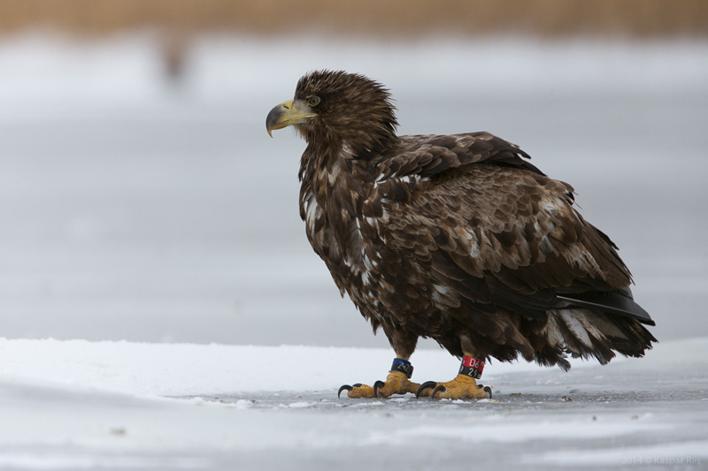 2013-01-31 2 (Kaspar Riis)