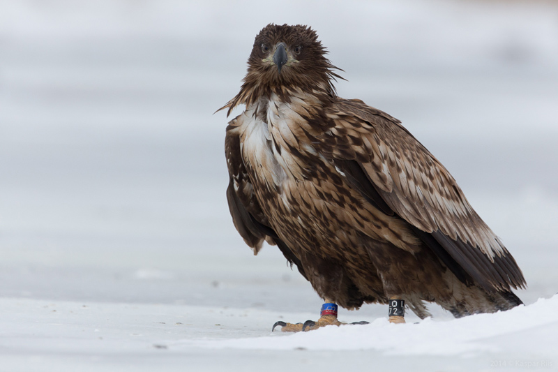 2013-01-31 3 (Kaspar Riis)