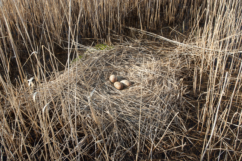 2013-05-06 (Hannes Pehlak)