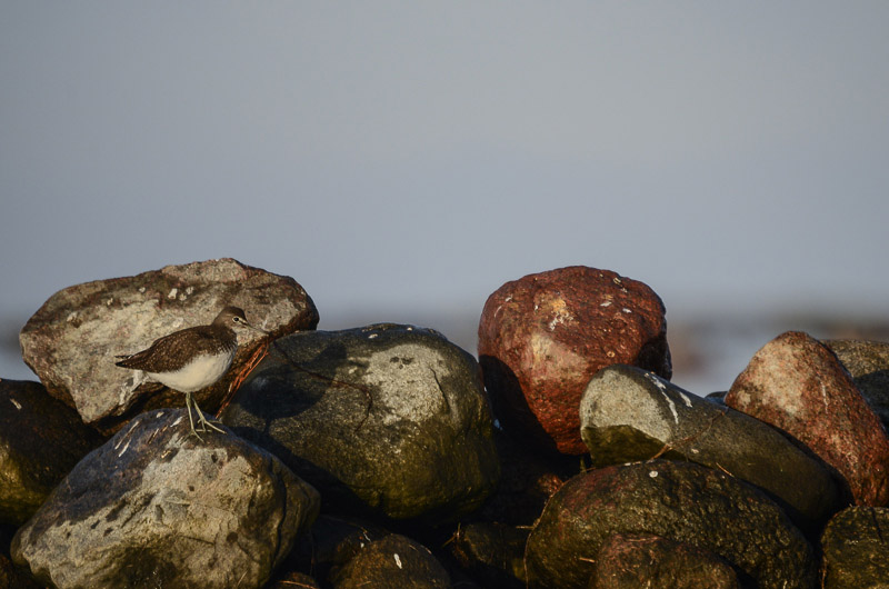 2013-08-29 7 (Allar Liiv)