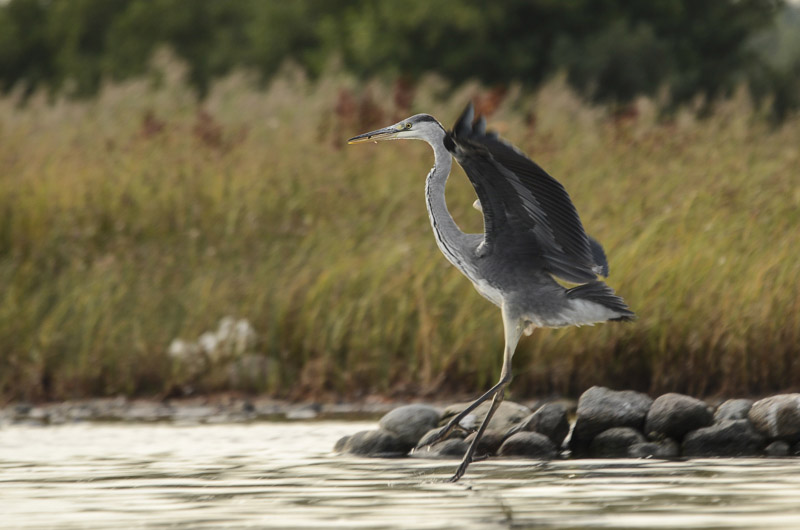 2013-08-29 8 (Allar Liiv)