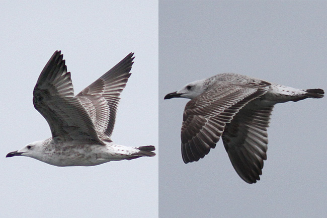 2013-10-07 3 (Uku Paal)