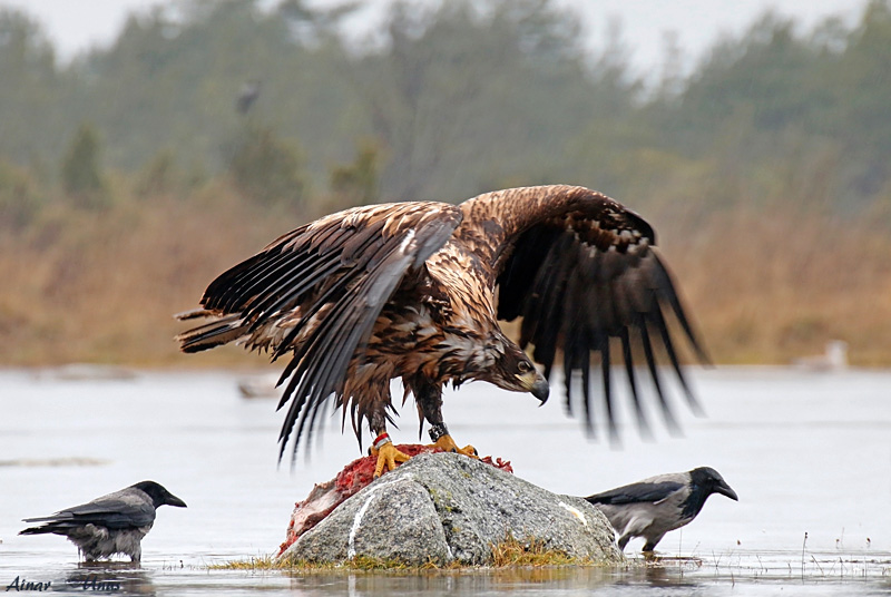 2013-11-11 4 (Ainar Unus)