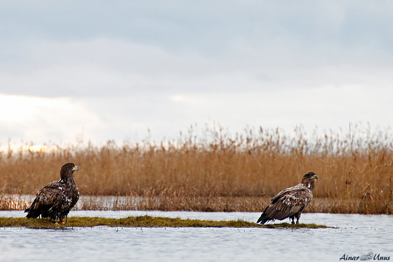 2013-11-11 5 (Ainar Unus)