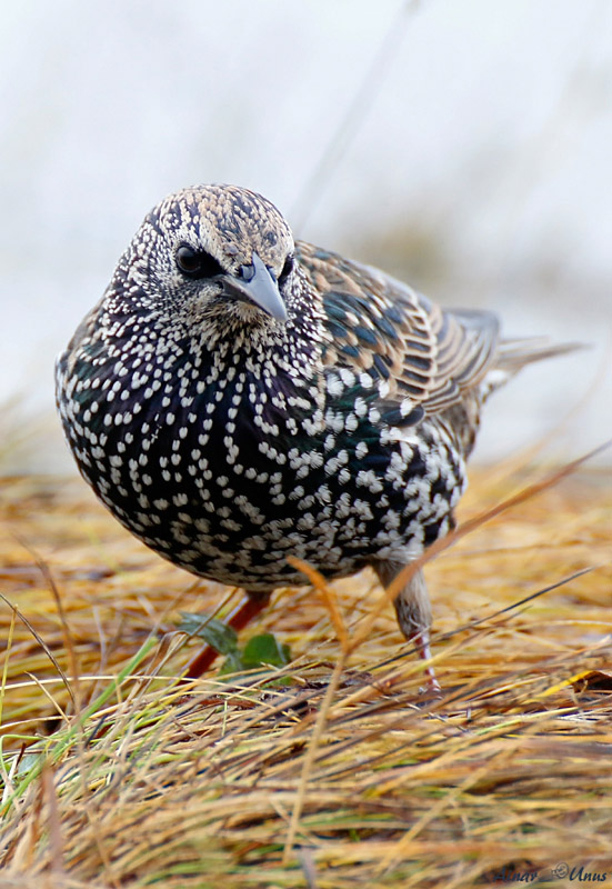 2013-11-11 6 (Ainar Unus)