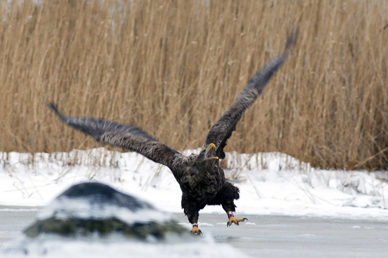 2014-01-19 2 (Marko Paloveer)