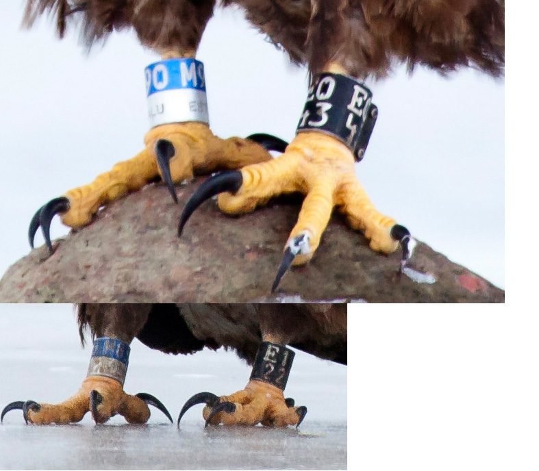 2014-01-19 4 (Marko Paloveer)