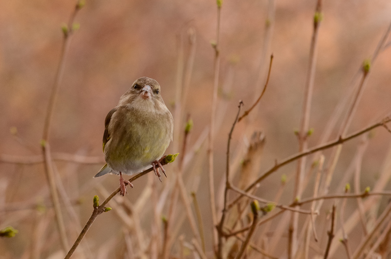 2014-01-26 3 (Allar Liiv)