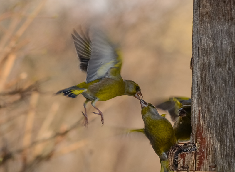 2014-01-26 4 (Allar Liiv)