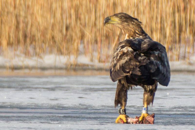 2014-02-18 1 (Jan Lepamaa)