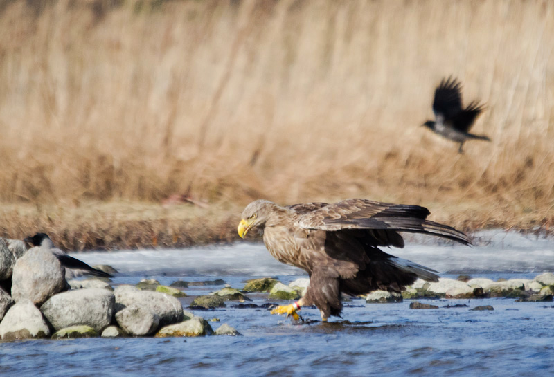 2014-03-07 1A (Vahur Poopuu)