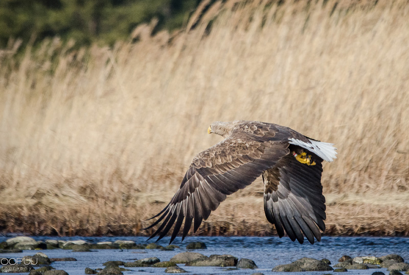 2014-03-07 2 (Vahur Poopuu)