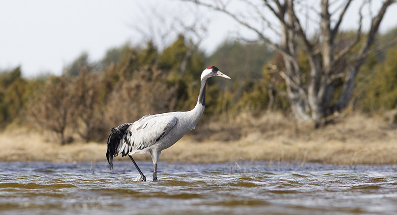 2014-03-21 1 (Ivo Kraus)