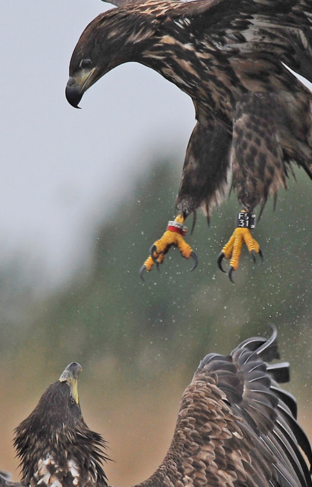 2014-11-18 1 (Jokinen) Srgb