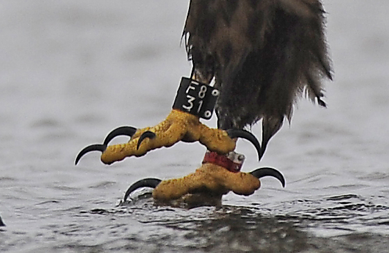 2014-11-18 1 (Jokinen)