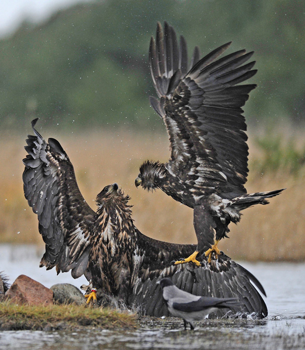 2014-11-18 2 (Jokinen) Srgb