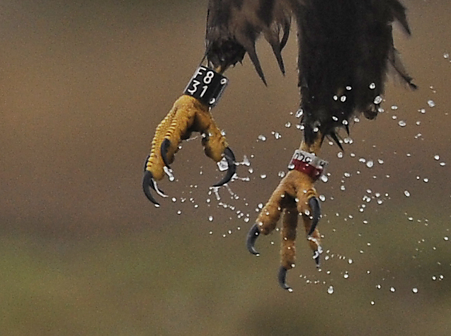 2014-11-18 2 (Jokinen)