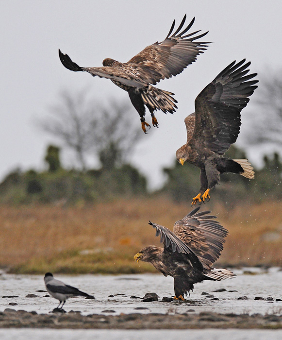 2014-11-18 3 (Jokinen)Srgb