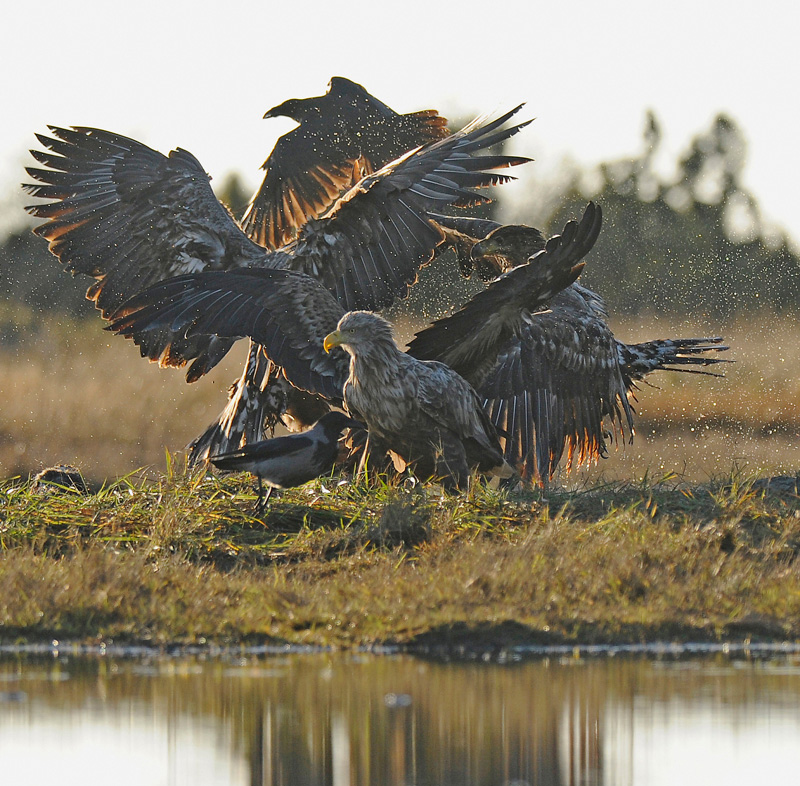 2014-11-23 1 (Jokinen)Srgb