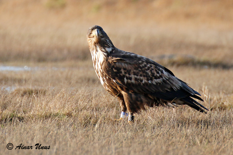 2014-11-28 2Ss (Ainar Unus)