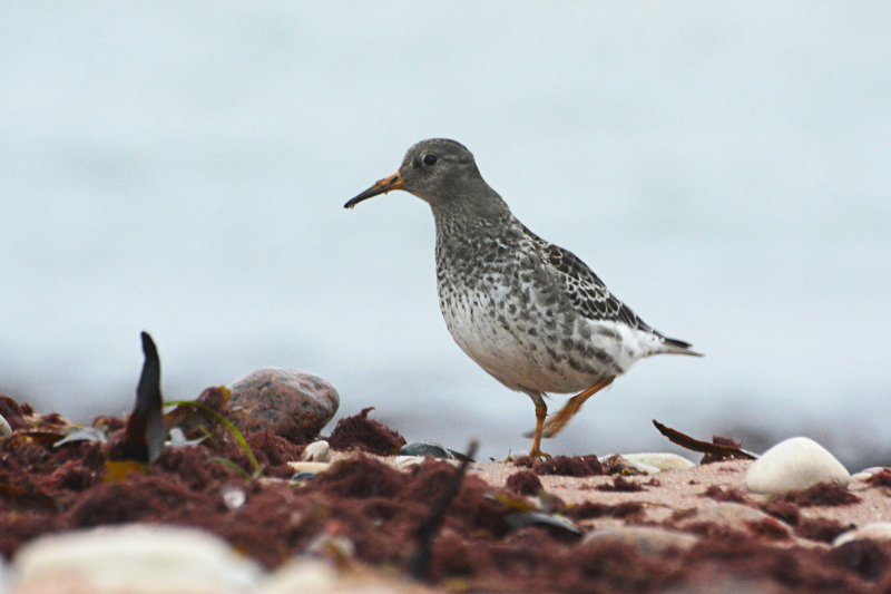 2015-11-01 1Ph (Tarvo Valker)