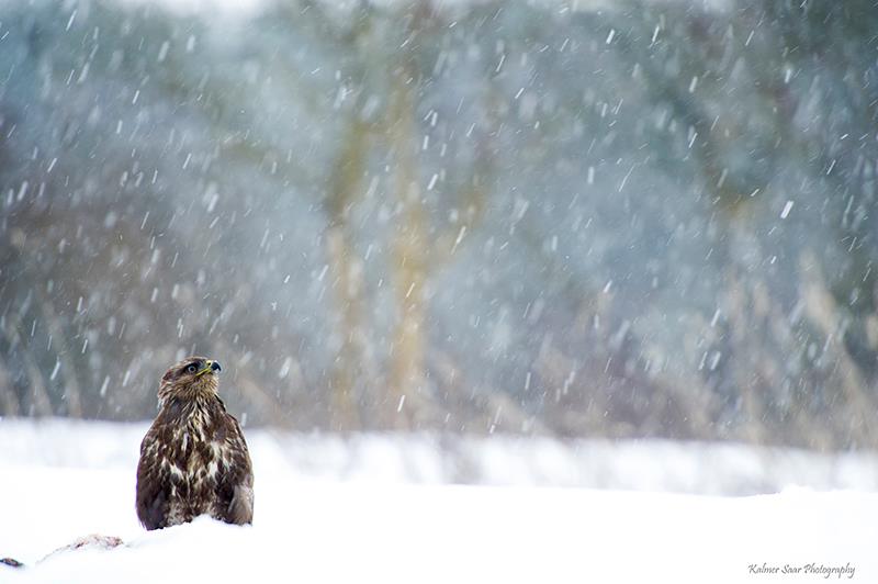 2016-01-23 2 (Kalmer Saar)