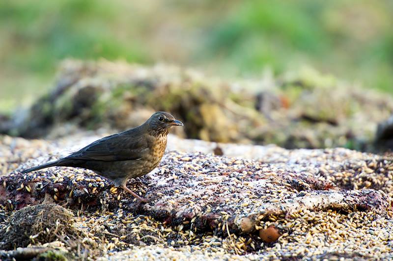 2016-02-05 2 (Kalmer Saar)