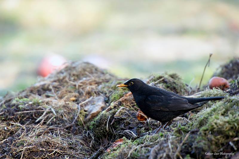 2016-02-05 3 (Kalmer Saar)