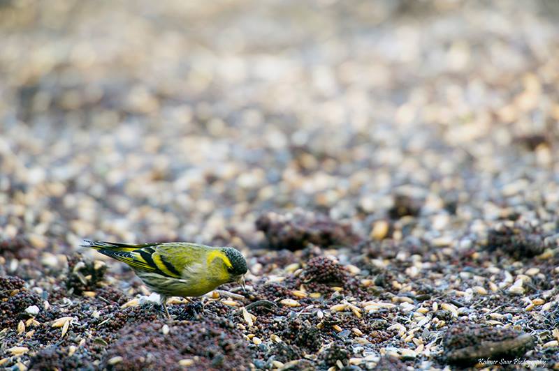 2016-02-05 4 (Kalmer Saar)