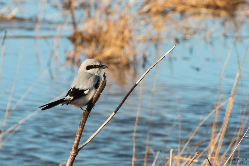 2016-02-05 5 (Ainar Unus)