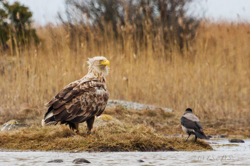 2016-04-21 1 (Endel Pendin)