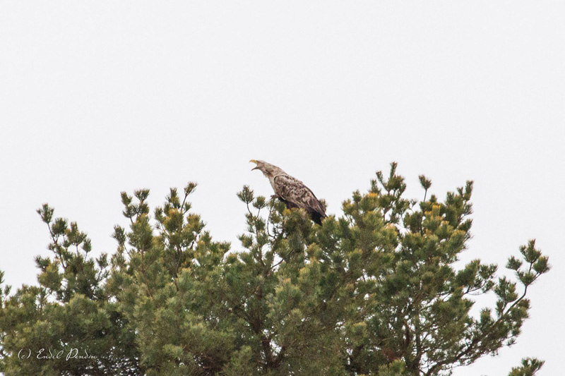 2016-04-21 2 (Endel Pendin)